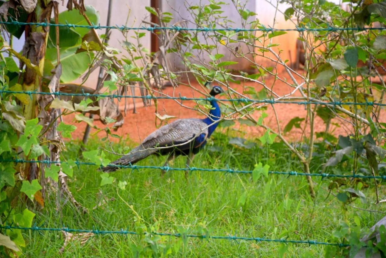 Meegahapokuna Resort Anuradhapura Buitenkant foto