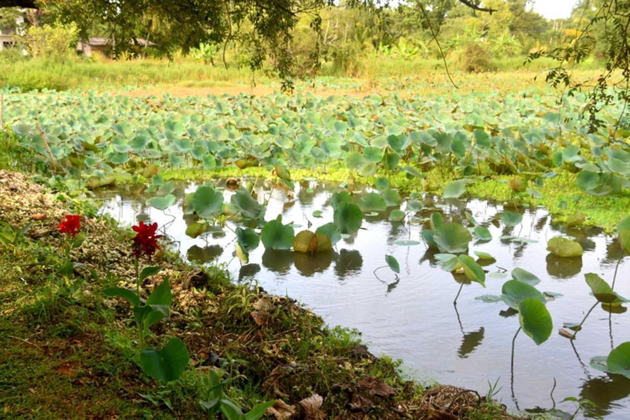 Meegahapokuna Resort Anuradhapura Buitenkant foto