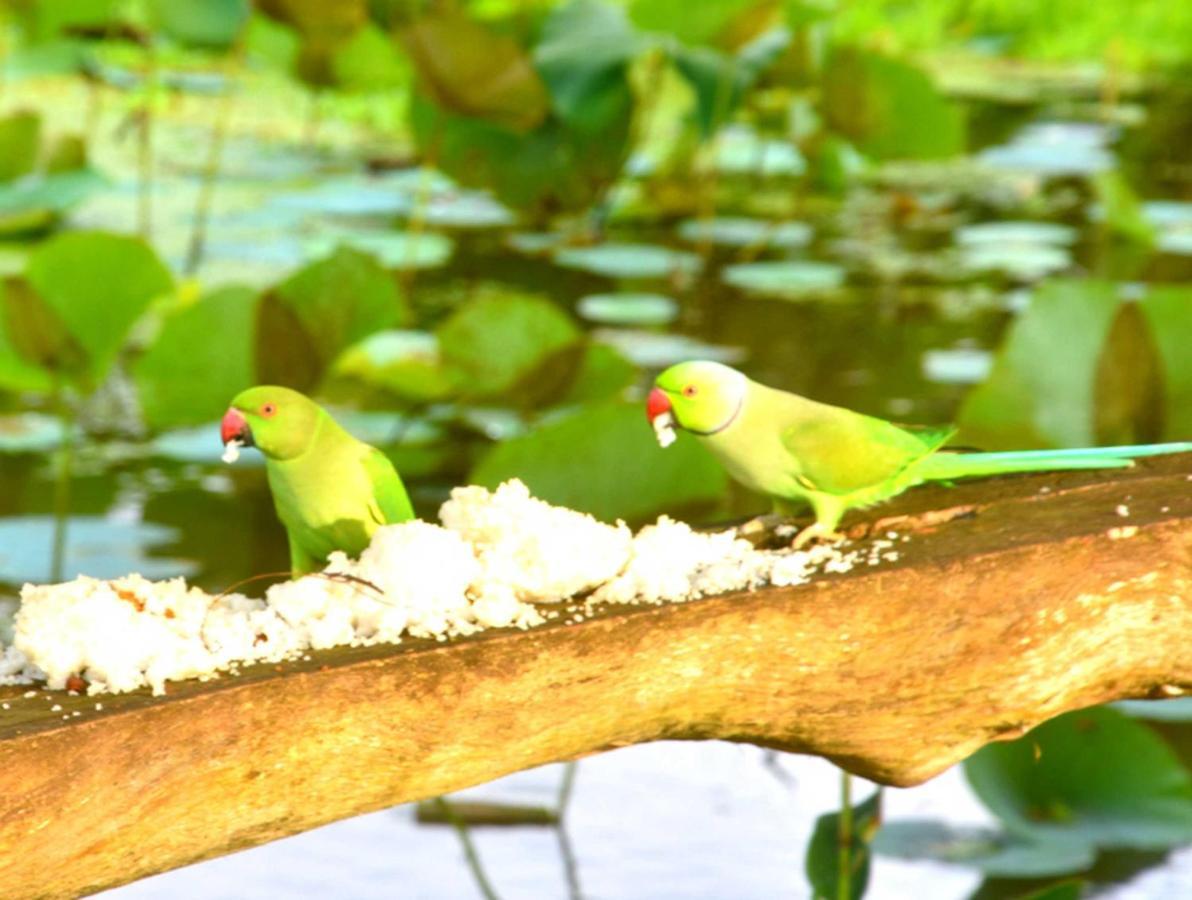 Meegahapokuna Resort Anuradhapura Buitenkant foto