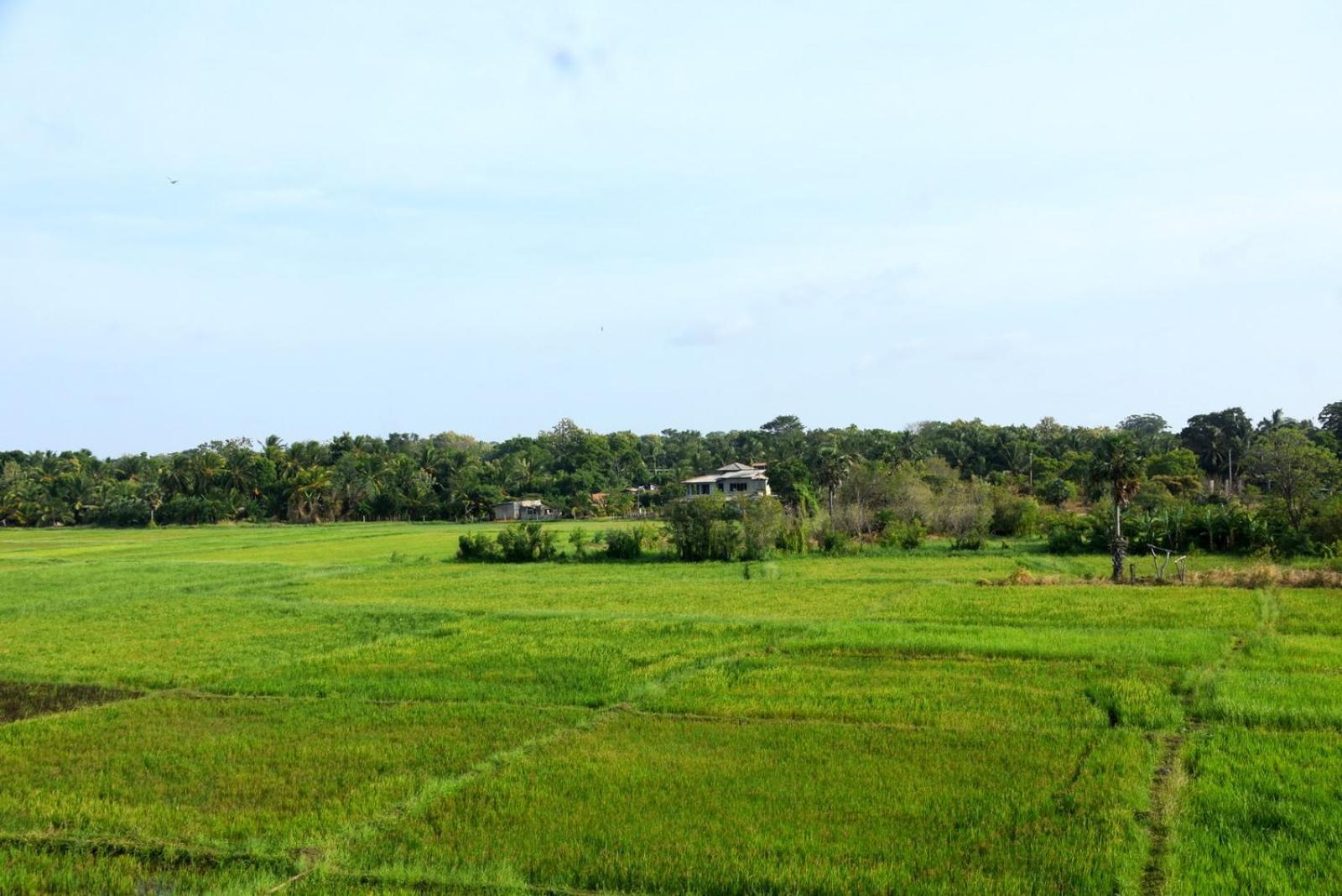 Meegahapokuna Resort Anuradhapura Buitenkant foto