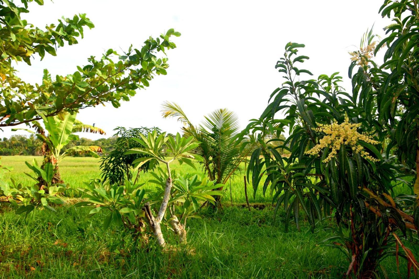 Meegahapokuna Resort Anuradhapura Buitenkant foto