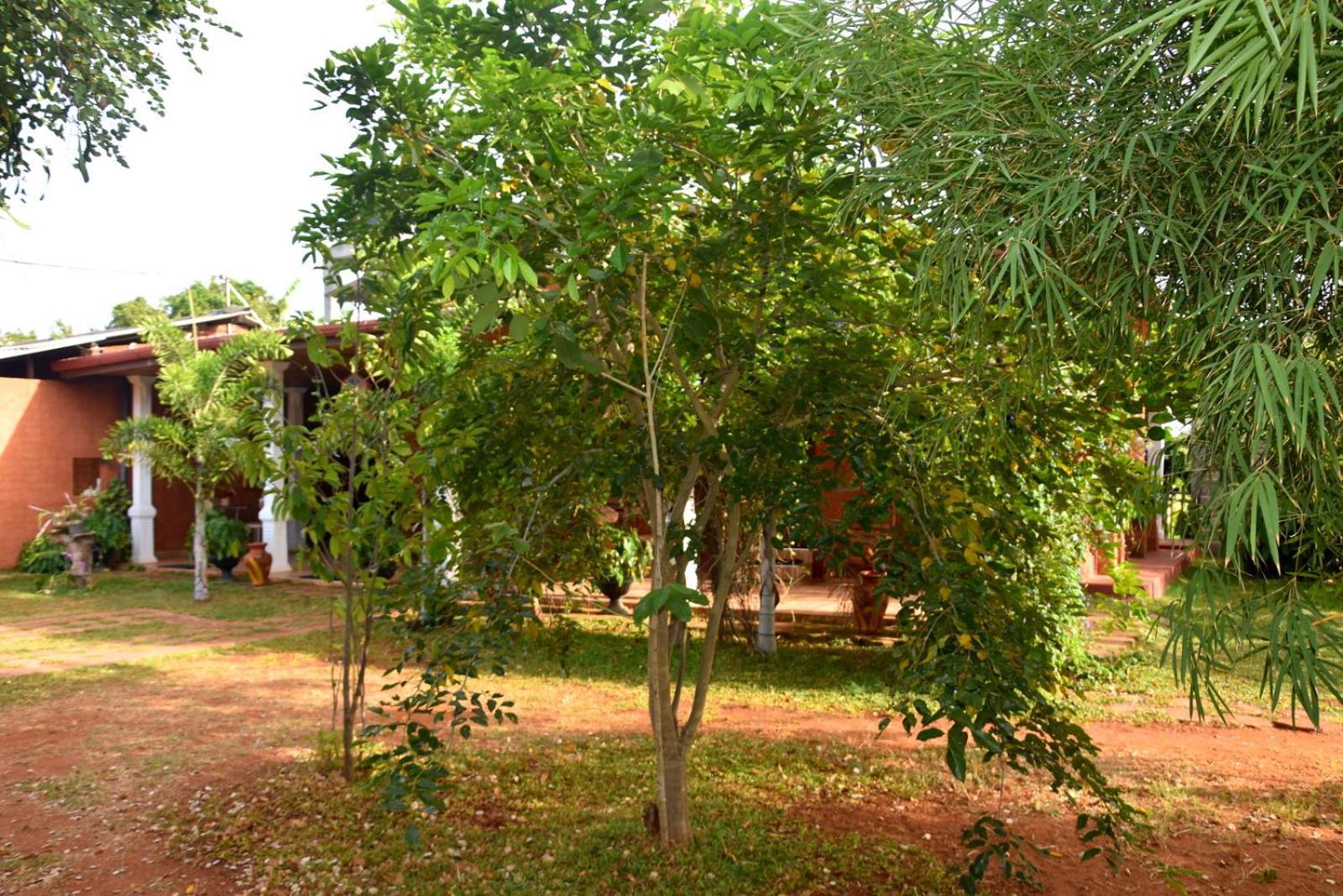Meegahapokuna Resort Anuradhapura Buitenkant foto