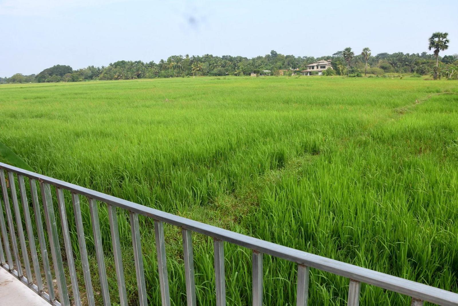 Meegahapokuna Resort Anuradhapura Buitenkant foto